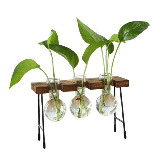 Modern Glass Hydroponic Vase with Wooden Stand – Tabletop Plant Terrarium