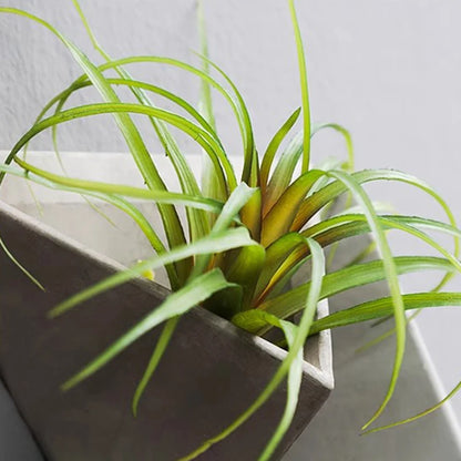 Modern Cement Wall Vase Planter – Decorative Hanging Indoor Flower Pot